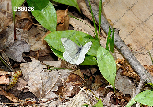 Mustard White (Pieris oleracea)